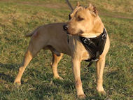 With these harnesses your dog will sport a handsome look while wearing a functional working dog harness too