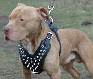 Little Rascals Shop sells spiked leather harnesses, collars, leashes, weight pulling harnesses, spiked harnesses