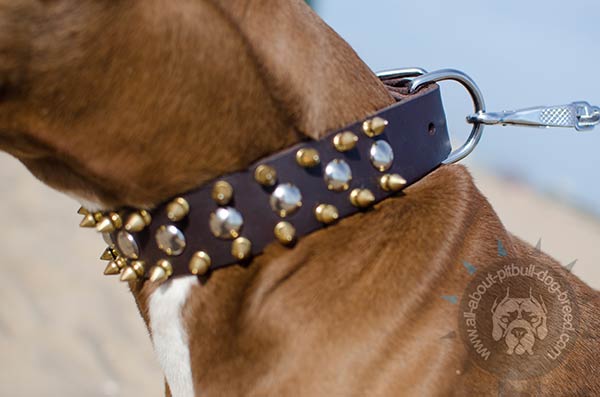 Pitbull collar with steel nickel plated buckle and D-ring