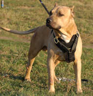 Weighted Harness,Pitbull Harness For Sale