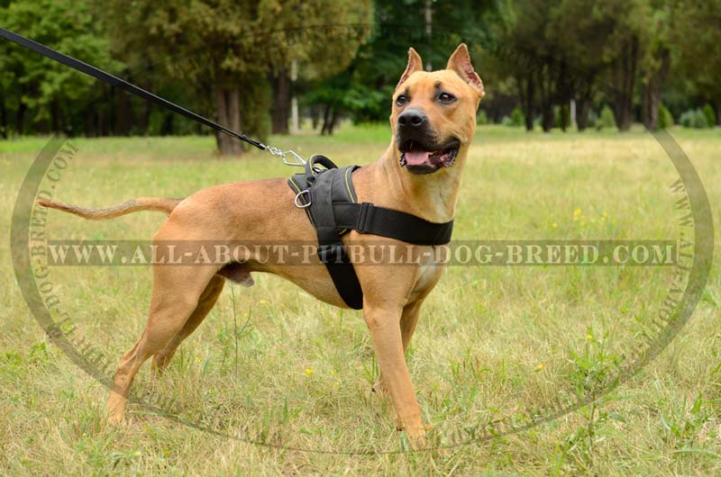 PitBull Terrier Harness, Collar, Leash, Muzzle, Pitbull Supplies