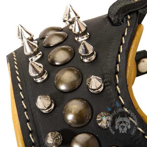 Leather Pitbull Muzzle Decorated with Spikes and Half-Ball Studs