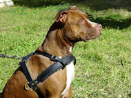 K9 Equipment Dog Tracking Harness , Leather tracking dog harness ,We make these tracking harnesses with 1