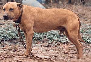 Frisco Pitbull