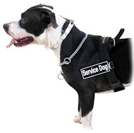 Sar tracking dog outlet harness