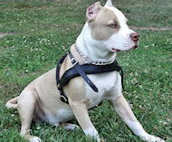 Pitbull walking harness best sale