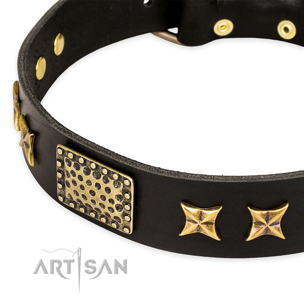 Full grain natural leather collar with corrosion resistant fittings for your impressive doggie