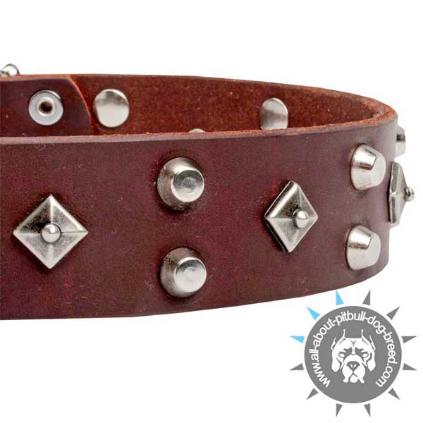Posh Brown  Leather Pitbull Collar with Cones and Dotted Studs