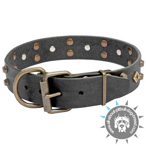 Posh Black Leather Pitbull Collar with Riveted Fittings