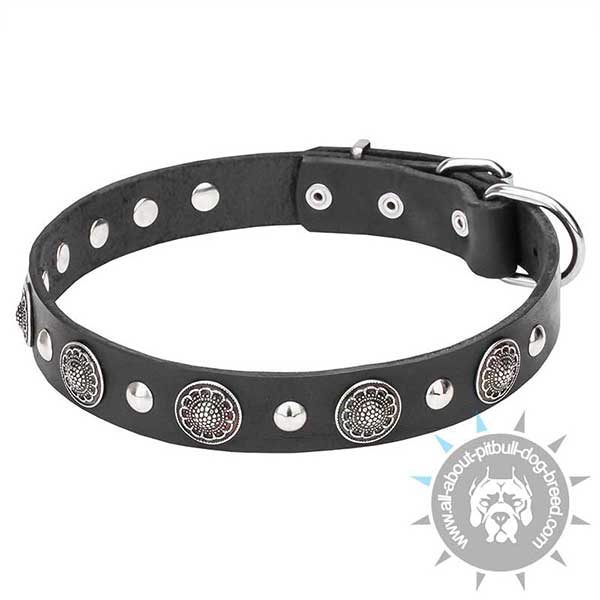 Leather Pitbull Collar with Engraved and Smooth Studs