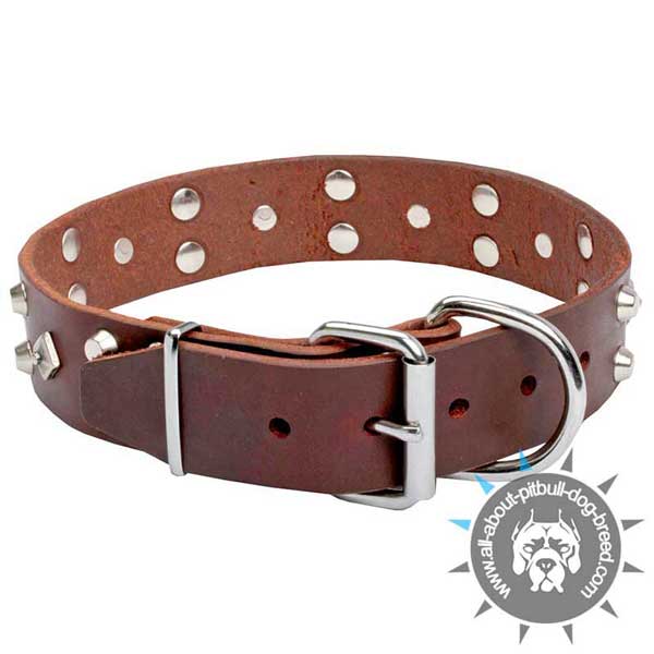 Posh brown Leather Pitbull Collar with Rust-proof Fittings