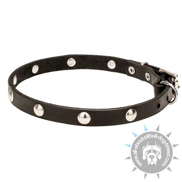 Pitbull Leather Dog Collar with Chrome Plated Studs