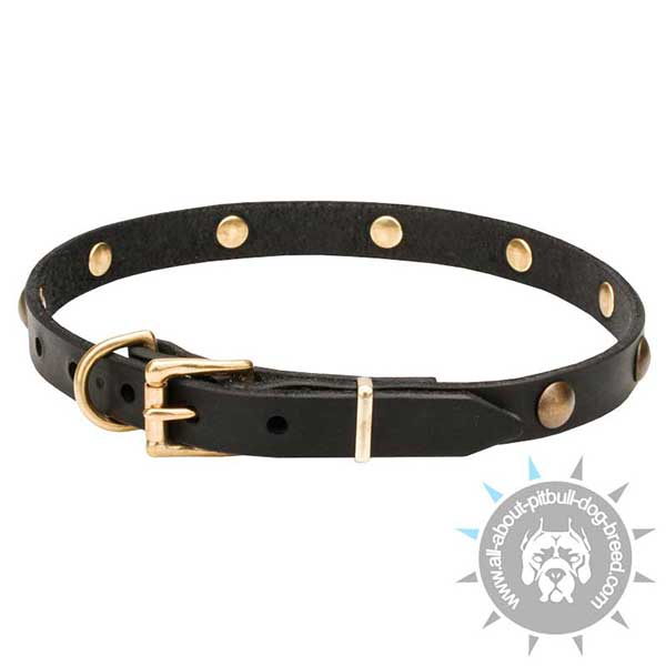 Long servicing Pitbull Collar with Brass Hardware