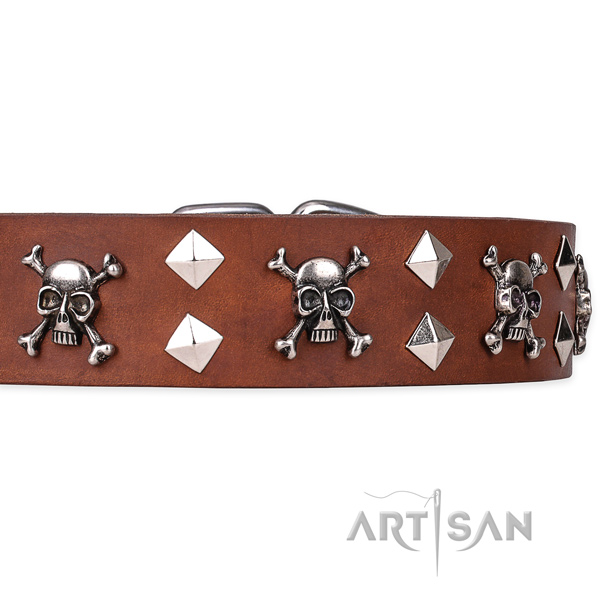 Casual leather dog collar with extraordinary studs