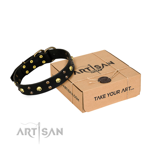 Daily leather dog collar with exciting studs