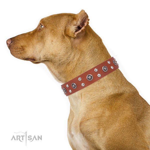 Everyday walking dog collar with exquisite studs