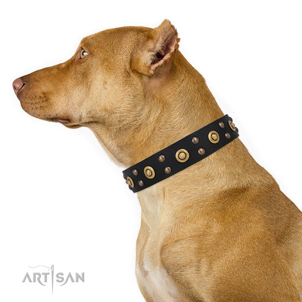 Fancy walking dog collar with significant decorations