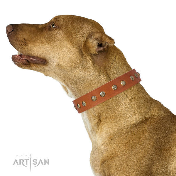 Awesome adornments on stylish walking full grain natural leather dog collar