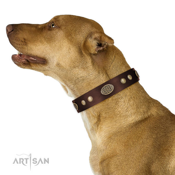 Durable hardware on Genuine leather dog collar for daily use