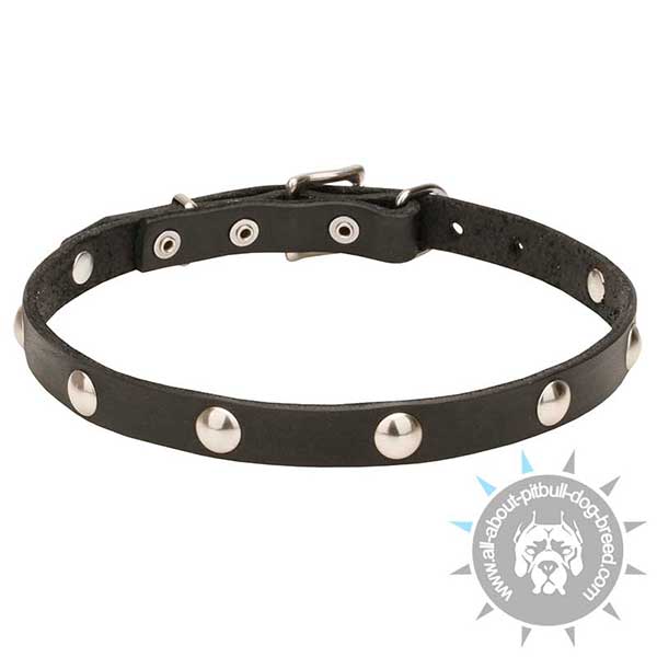 Oiled Leather Dog Collar with Chrome Plated Half Balls
