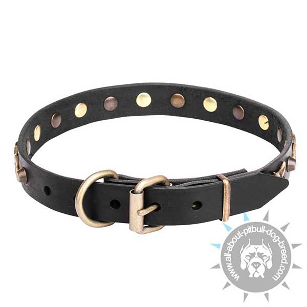 Time-proof Dog Collar with Carefully Riveted Fittings