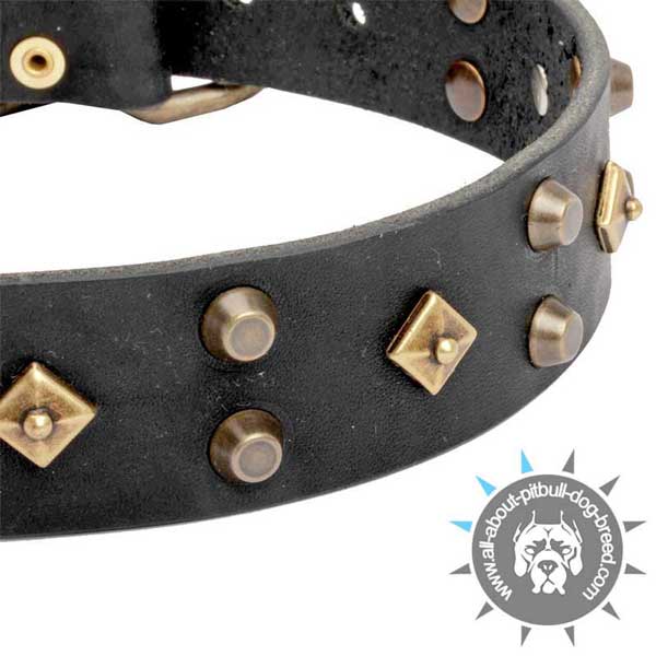 Posh Black  Leather Pitbull Collar with Brass Cones and Bronze Dotted Rhombus