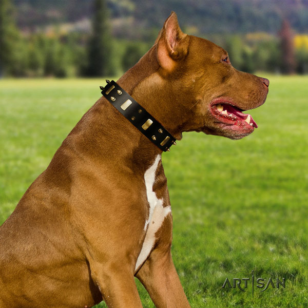 Pitbull convenient full grain leather dog collar with designer adornments