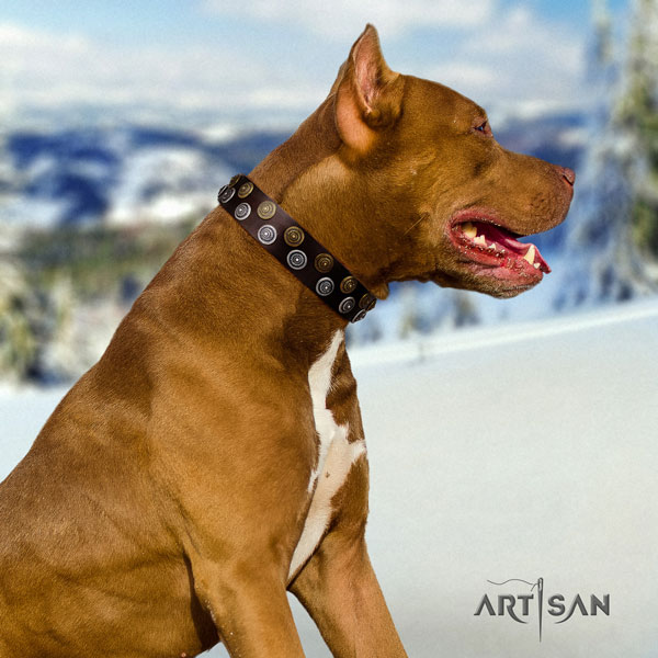 Pitbull handmade full grain natural leather dog collar with extraordinary studs