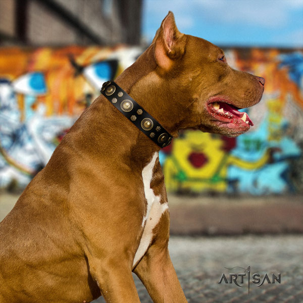 Pitbull top quality genuine leather dog collar with stylish design adornments