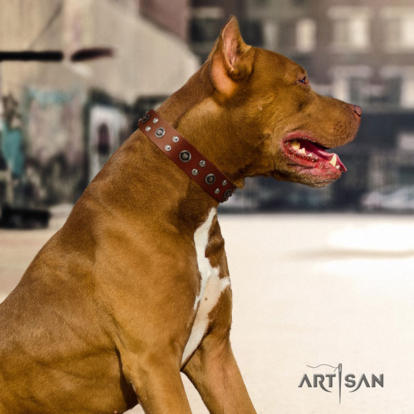 Pitbull top quality leather dog collar with unusual studs