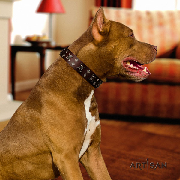 Pitbull easy wearing leather dog collar with designer decorations