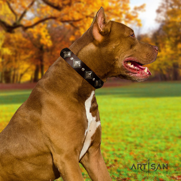 Pitbull comfortable full grain natural leather dog collar with trendy adornments