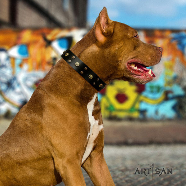 Pitbull easy wearing genuine leather dog collar with significant studs