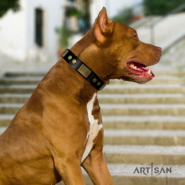 Pitbull handmade full grain leather dog collar with inimitable decorations