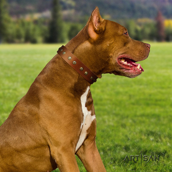 Pitbull handmade full grain natural leather dog collar with amazing studs