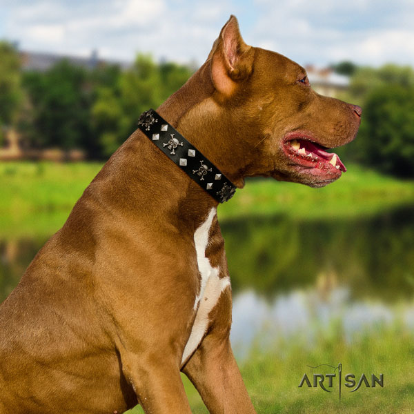 Pitbull easy adjustable full grain leather dog collar with impressive decorations