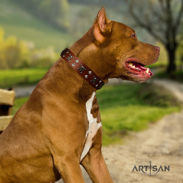 Pitbull convenient full grain leather dog collar with exceptional decorations
