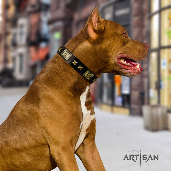 Pitbull comfortable full grain genuine leather dog collar with impressive studs