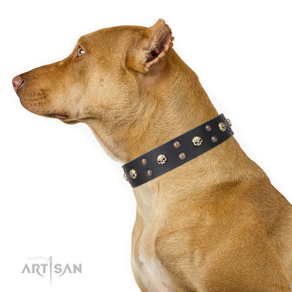 Pitbull trendy natural genuine leather dog collar for stylish walking