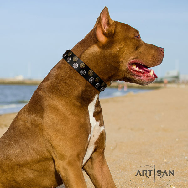 Pitbull easy wearing full grain natural leather dog collar with significant decorations