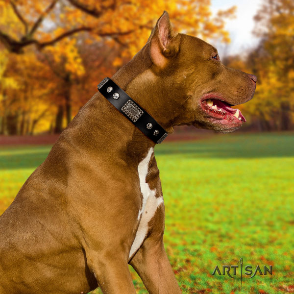 Pitbull easy wearing genuine leather dog collar with top notch decorations