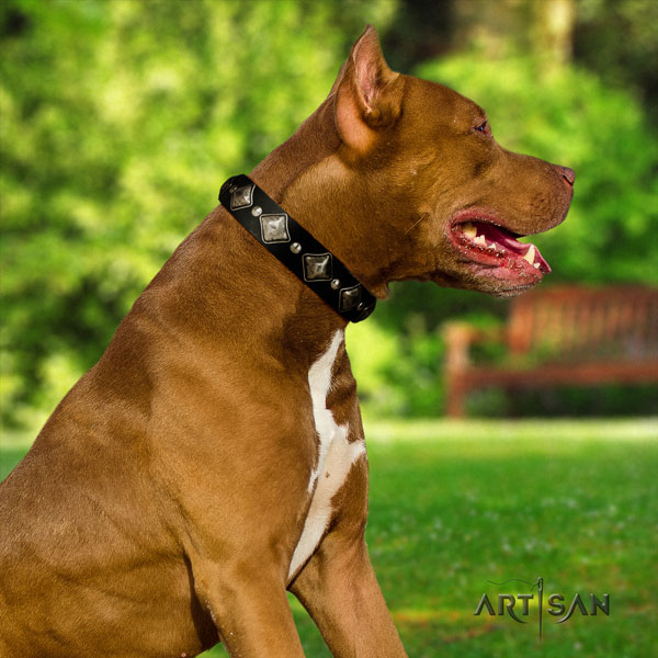 Pitbull fine quality leather dog collar with remarkable decorations