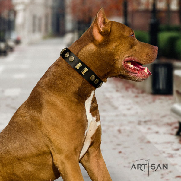 Pitbull easy to adjust genuine leather dog collar with top notch adornments