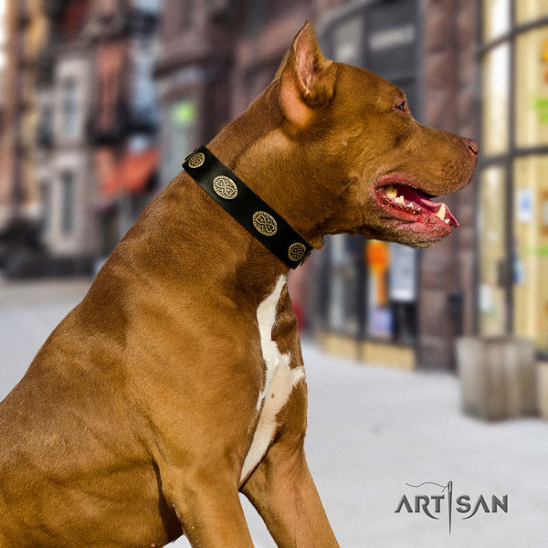 Pitbull top quality leather dog collar with exquisite adornments