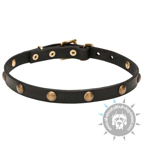Decorated Leather Dog Collar with Round Brass Studs