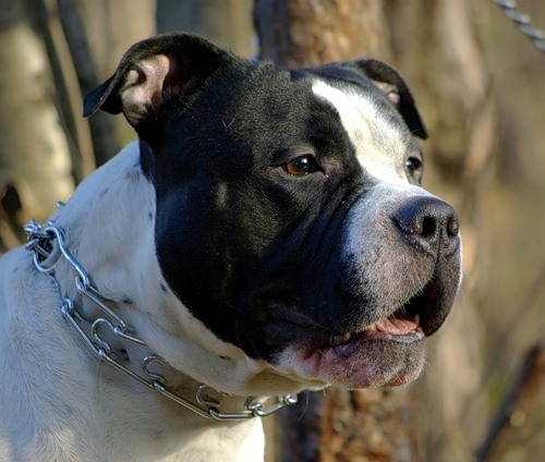 Training collar shop for pitbulls