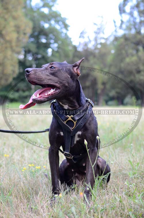Easy Handling Leather Dog Harness