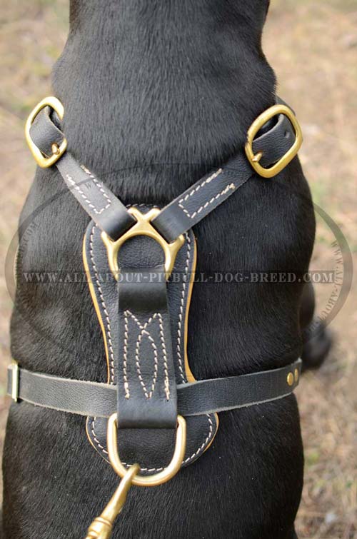 Top Notch Leather Dog Harness