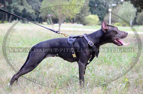 Lifetime Leather Dog Harness