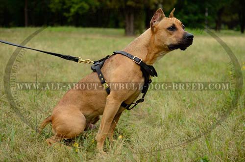 Pitbull Harness Leather Meant for Optimal Control Over Large Canine
